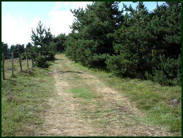 Chemin dans la Pinatelle