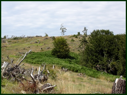 Souches au bord du chemin