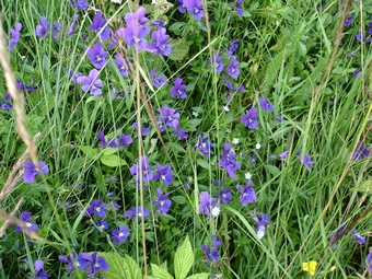 Fleurs près du lac