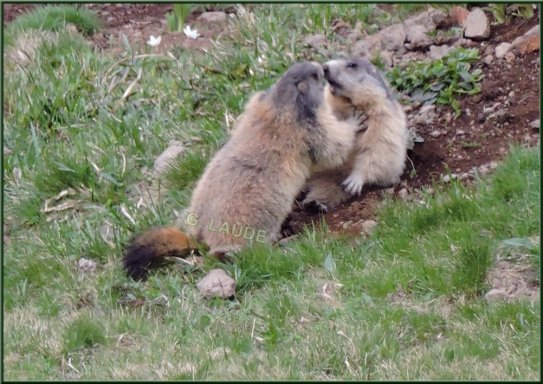 Les marmottes joueuses