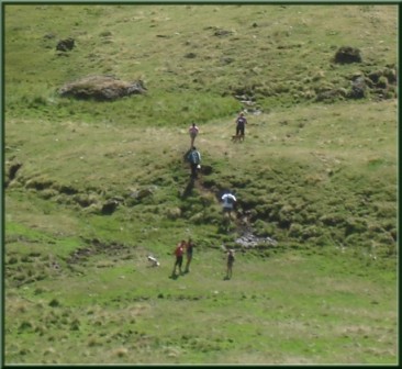 2 chiens au milieu des marmottes