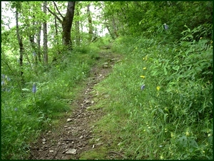 Sentier à Oradour