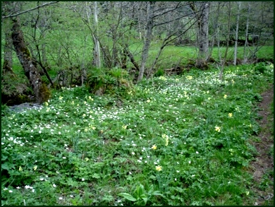 fleurs au bord du ruisseau