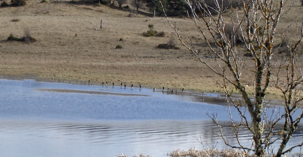 oiseaux au lac du Pêcher