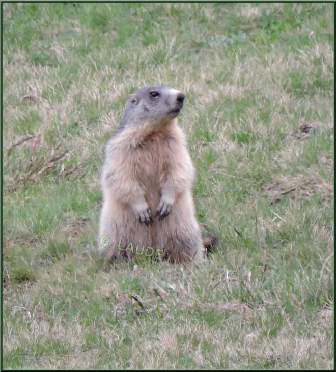 marmotte au col de Serre