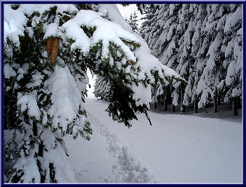 sapins sous la neige