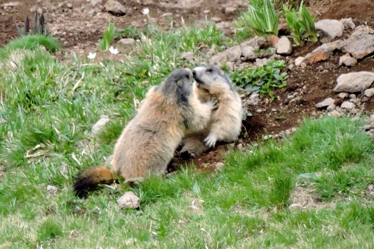 marmottes joueuses