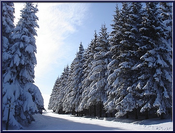 La piste bordée de sapins