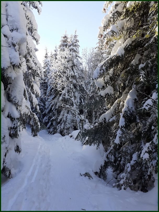 la piste dans les sapins