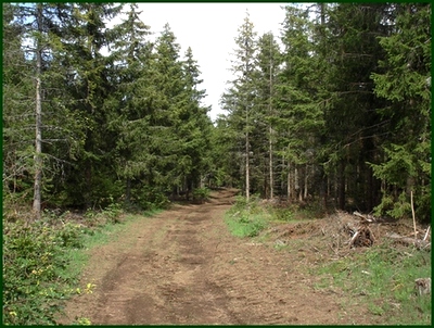 Chemin dans la Pinatelle